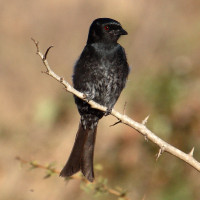 Fork-tailed Drongo